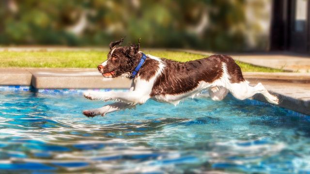 Pool Safety for Pets